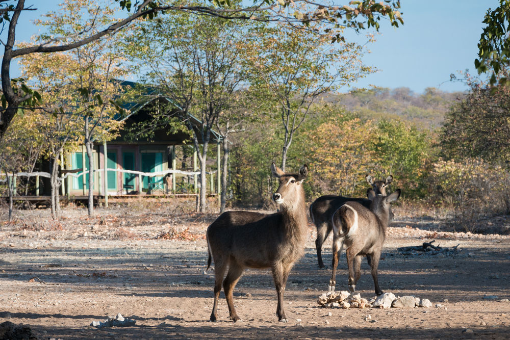 Ongava Tented Camp - All-Inclusive Okaukuejo Exteriér fotografie